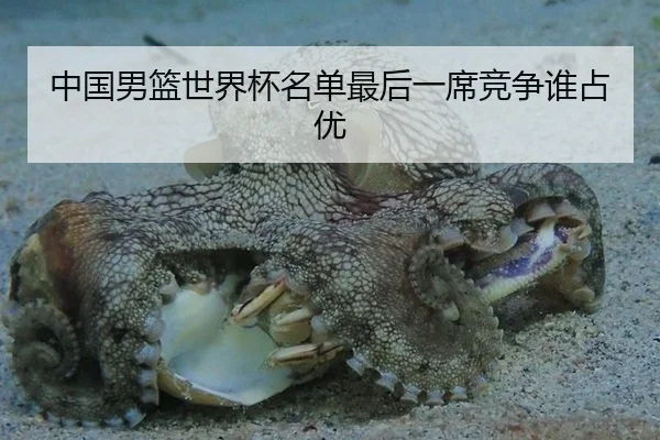中国男篮世界杯名单最后一席竞争谁占优